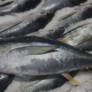 Frozen Yellowfin Tuna