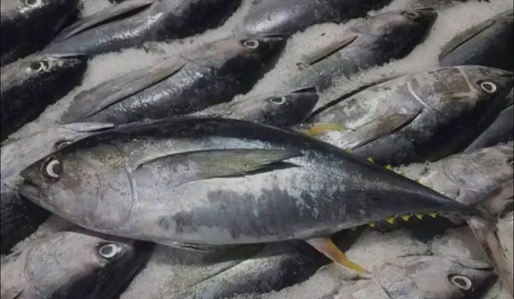 Frozen Yellowfin Tuna Frozen Yellowfin Tuna
