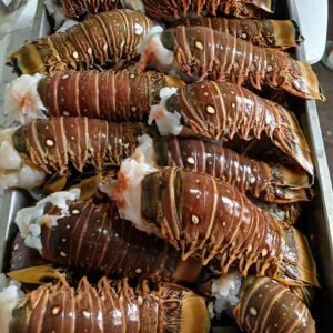 Wholesale Slipper Lobster Supplier
