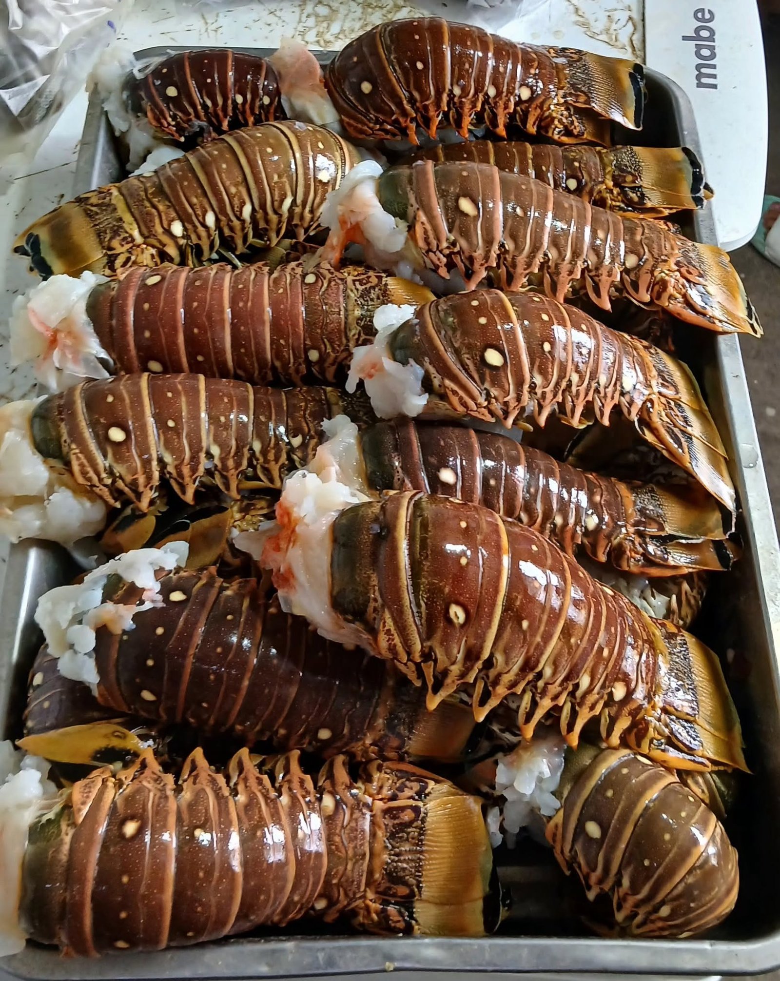 Wholesale Slipper Lobster Supplier Wholesale Slipper Lobster Supplier