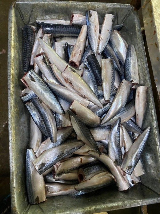 hgt mackerel for sale