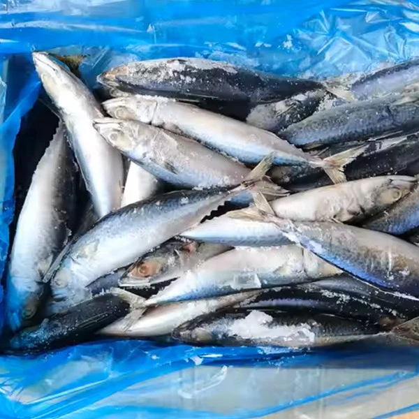 Atlantic mackerel whole