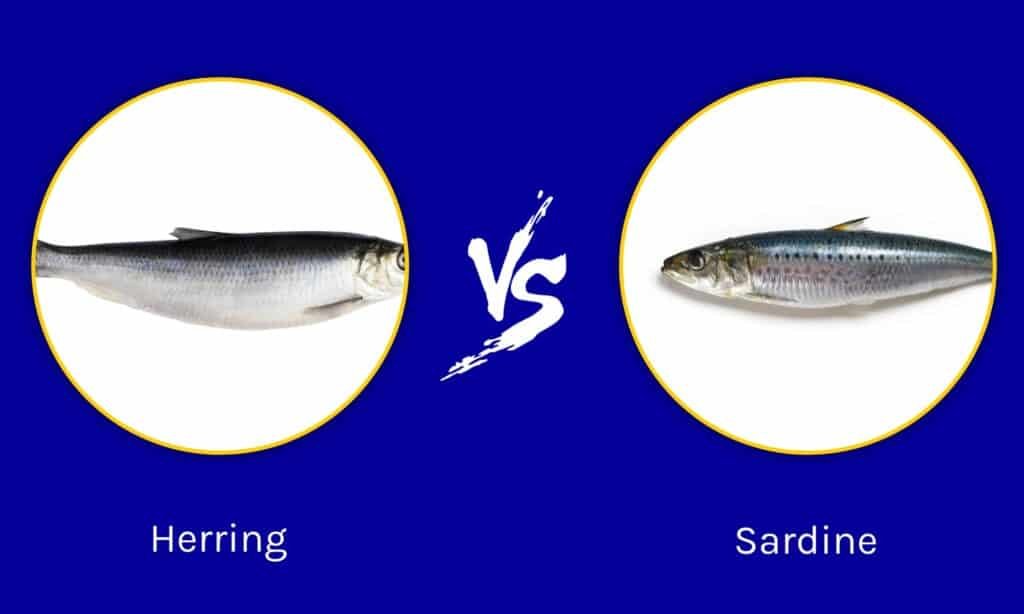 Herring vs. Sardine fish comparison