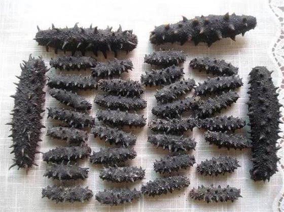 dried sea cucumber dried sea cucumber