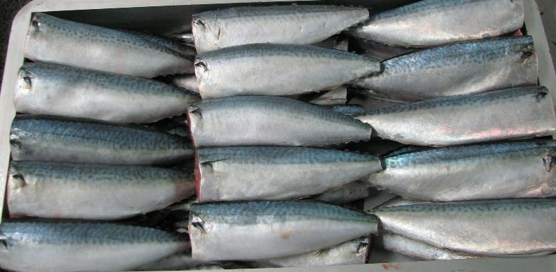 How to Calculate Frozen Mackerel How to Choose HGT Mackerel Size