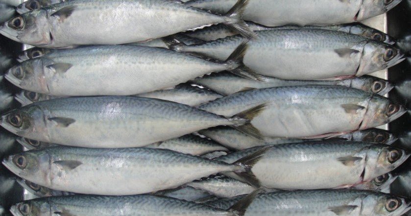 Mackerel Fish Frozen Healthy Recipes