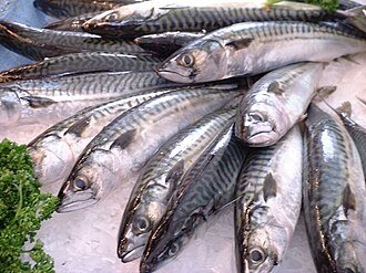 What Are the Benefits of Eating Spanish Mackerel?