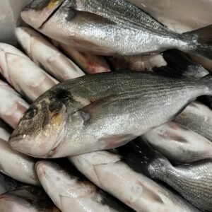Fresh sea bass for sale