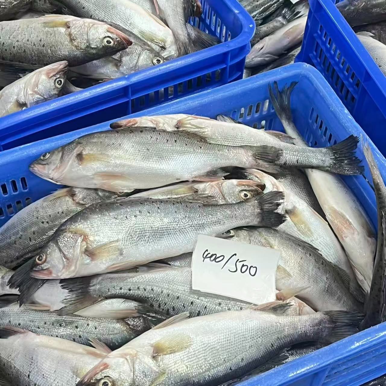 Wholesale European Seabass Wholesale European Seabass